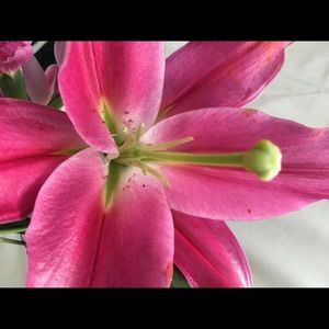 Meet your Posher, Shelia